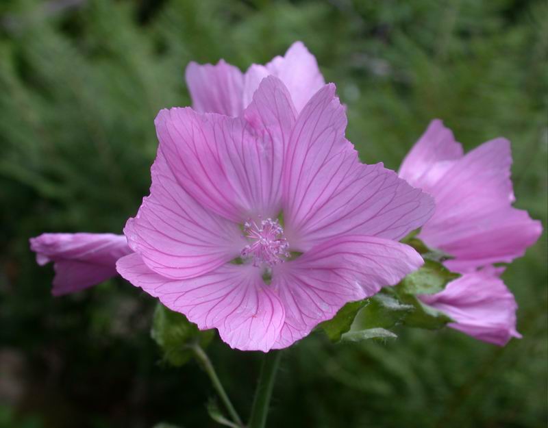 Malva moschata / Malva moscata